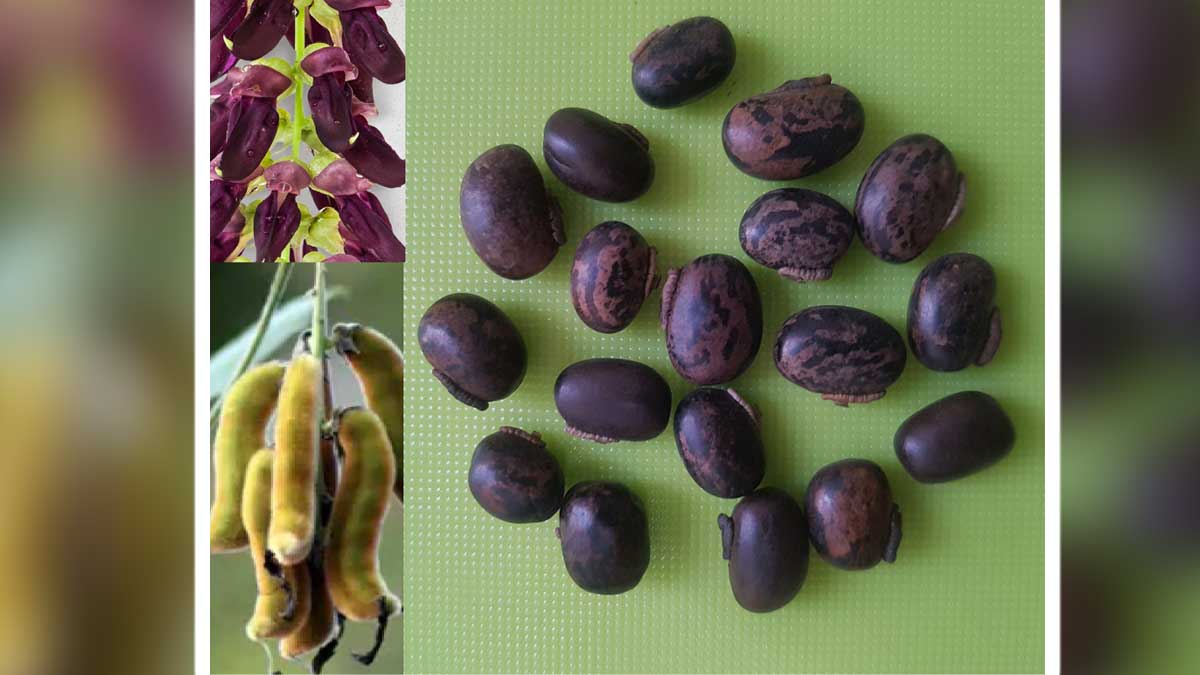 Seeds To Increase Sperm Count