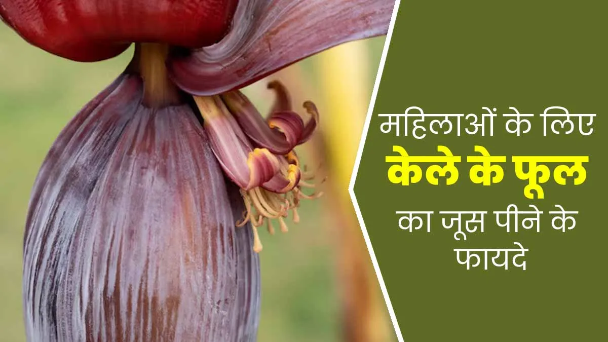 महिलाओं के लिए फायदेमंद होता है केले के फूलों का जूस, एक्सपर्ट से जानें सेवन का तरीका