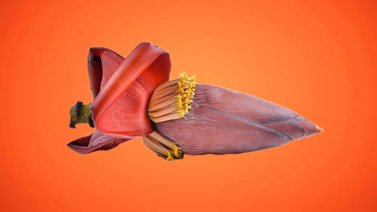 banana flower
