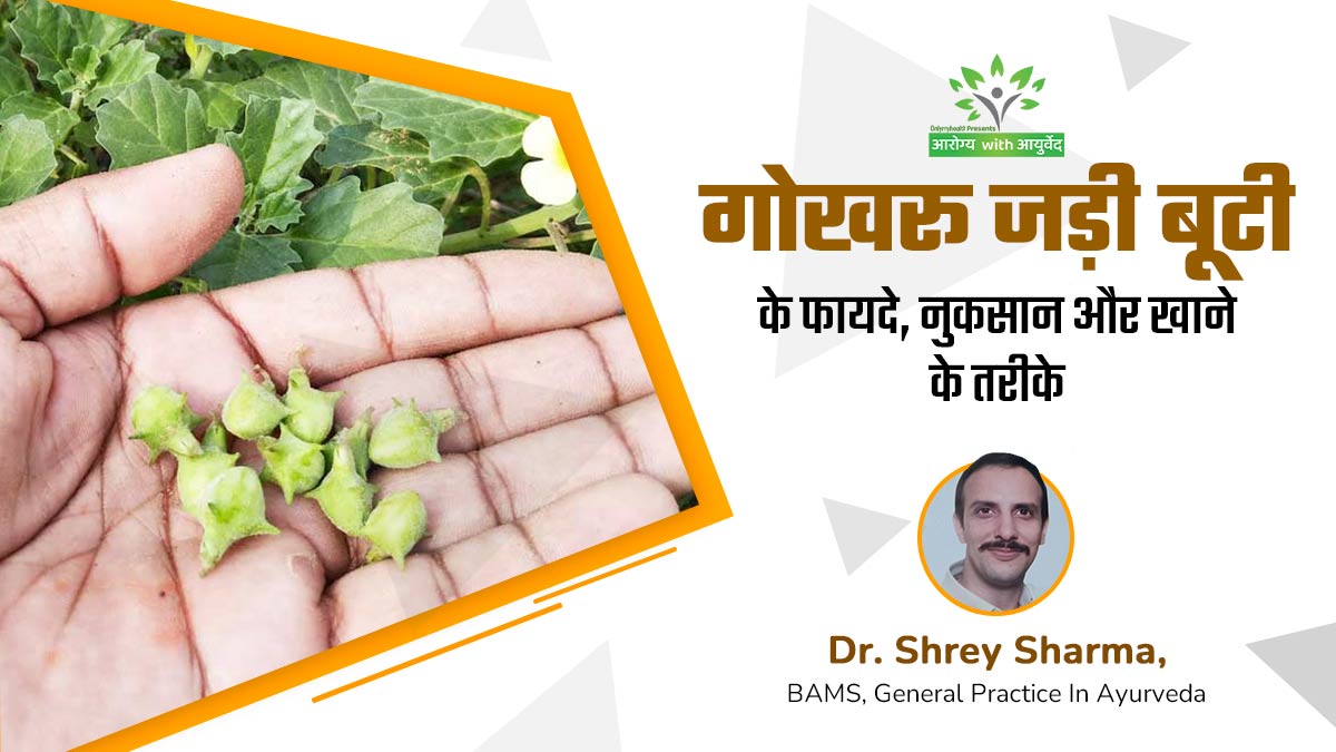 आयुर्वेद में सेहत के लिए गोखरू को माना जाता है बेहद फायदेमंद, जानें सही मात्रा और खाने का तरीका