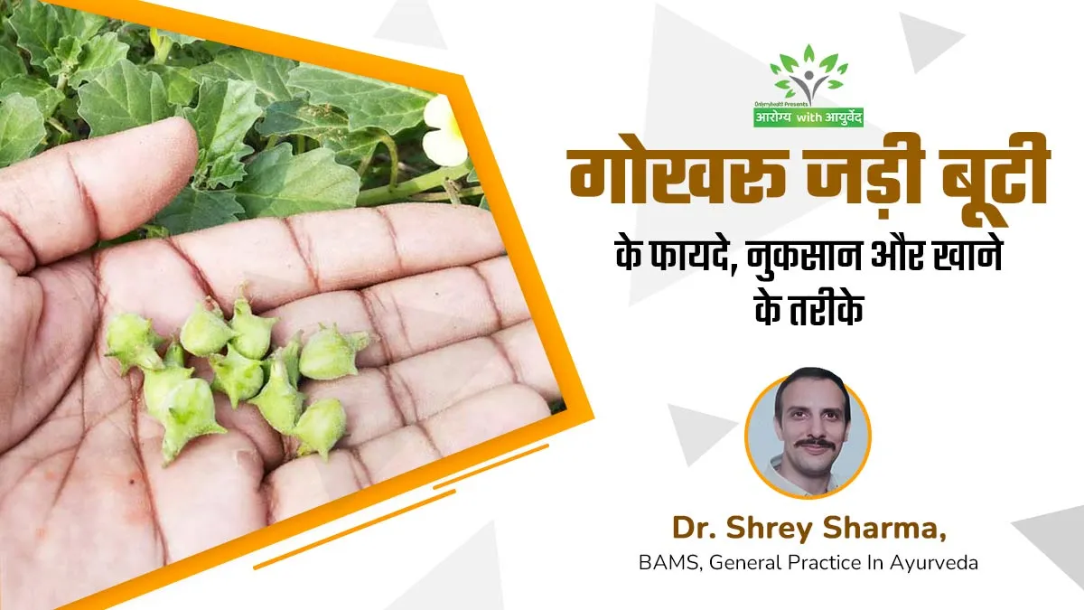 आयुर्वेद में सेहत के लिए गोखरू को माना जाता है बेहद फायदेमंद, जानें सही मात्रा और खाने का तरीका