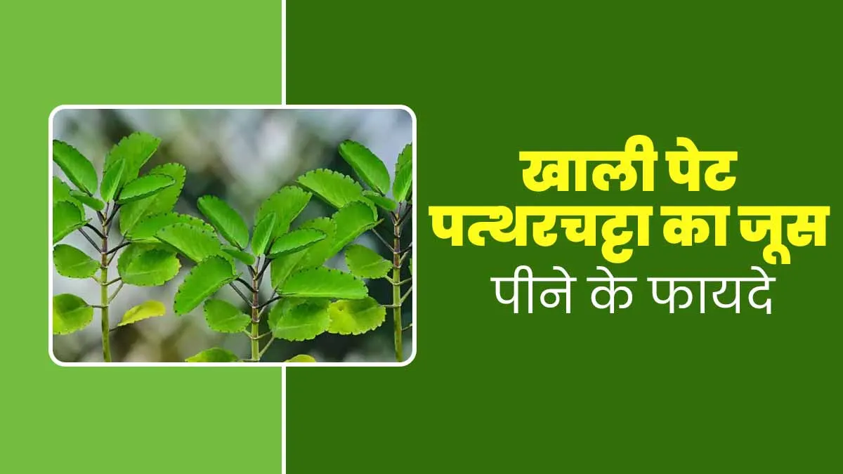 खाली पेट पत्थरचट्टा का जूस पीने से सेहत को मिलते हैं ये 5 फायदे, डाइट में जरूर करें शामिल