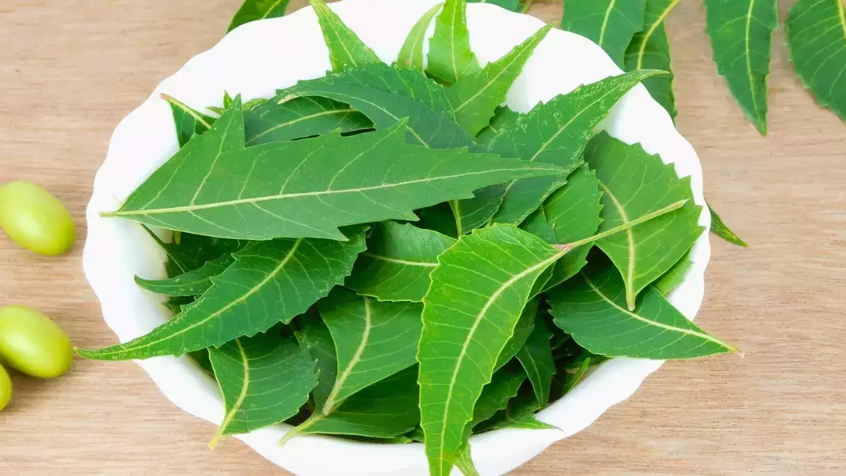 neem-for-pitti-inside