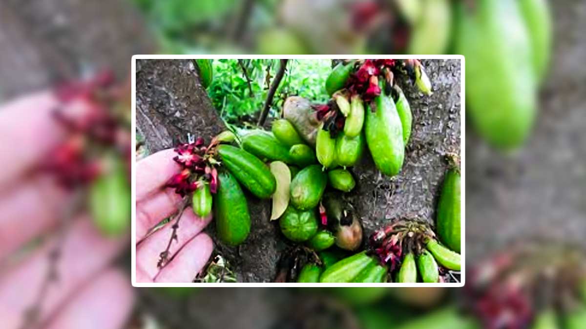 Bilimbi Fruit Benefits Bilimbi-fruit-benefits-for-health-in