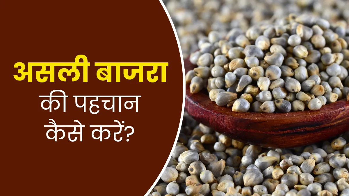 कहीं आप भी तो नहीं खा रहे नकली बाजरा, इन 5 टिप्स से करें पहचान

