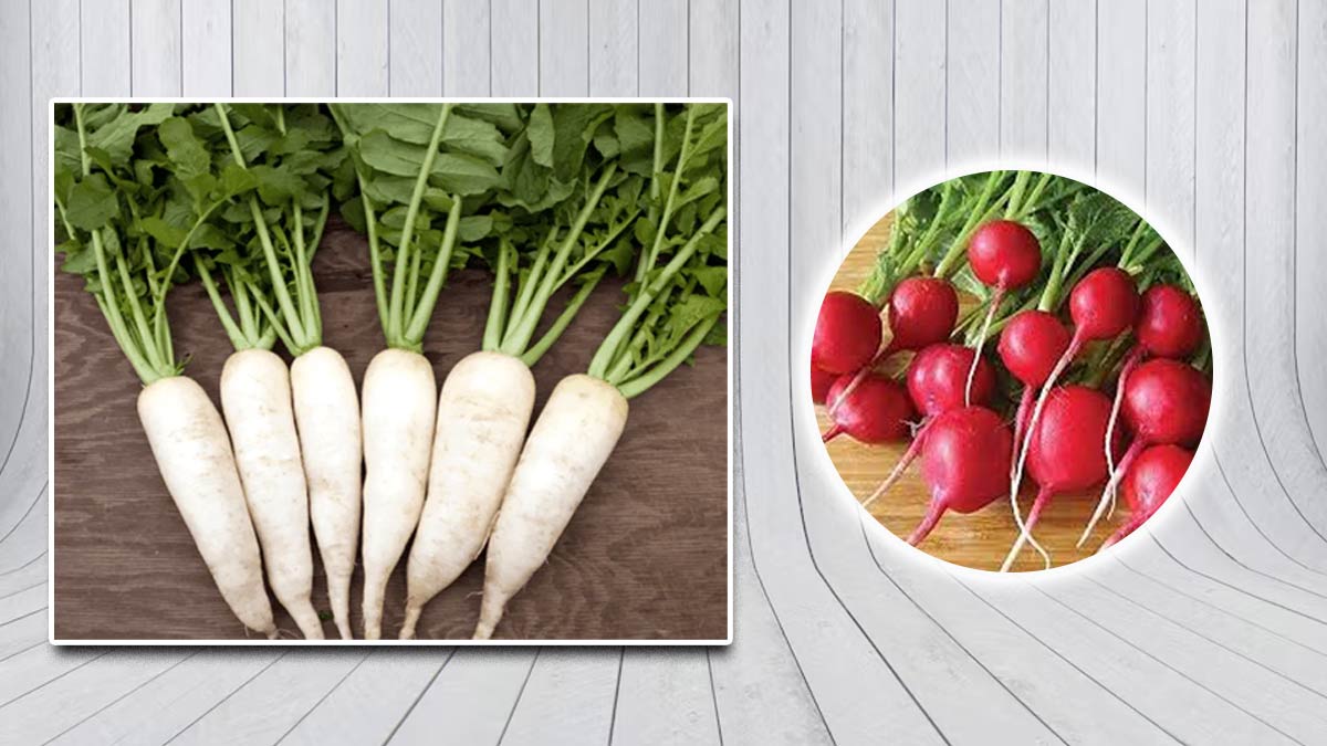 सफेद या लाल: सेहत के लिए कौन-सी मूली होती है ज्यादा फायदेमंद? एक्सपर्ट से जानें