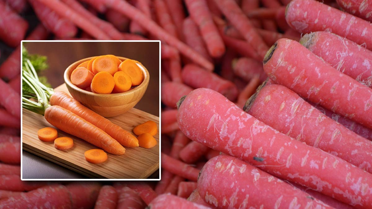 लाल या ऑरेंज: सेहत के लिए कौन-सी गाजर होती है ज्यादा फायदेमंद? एक्सपर्ट से जानें