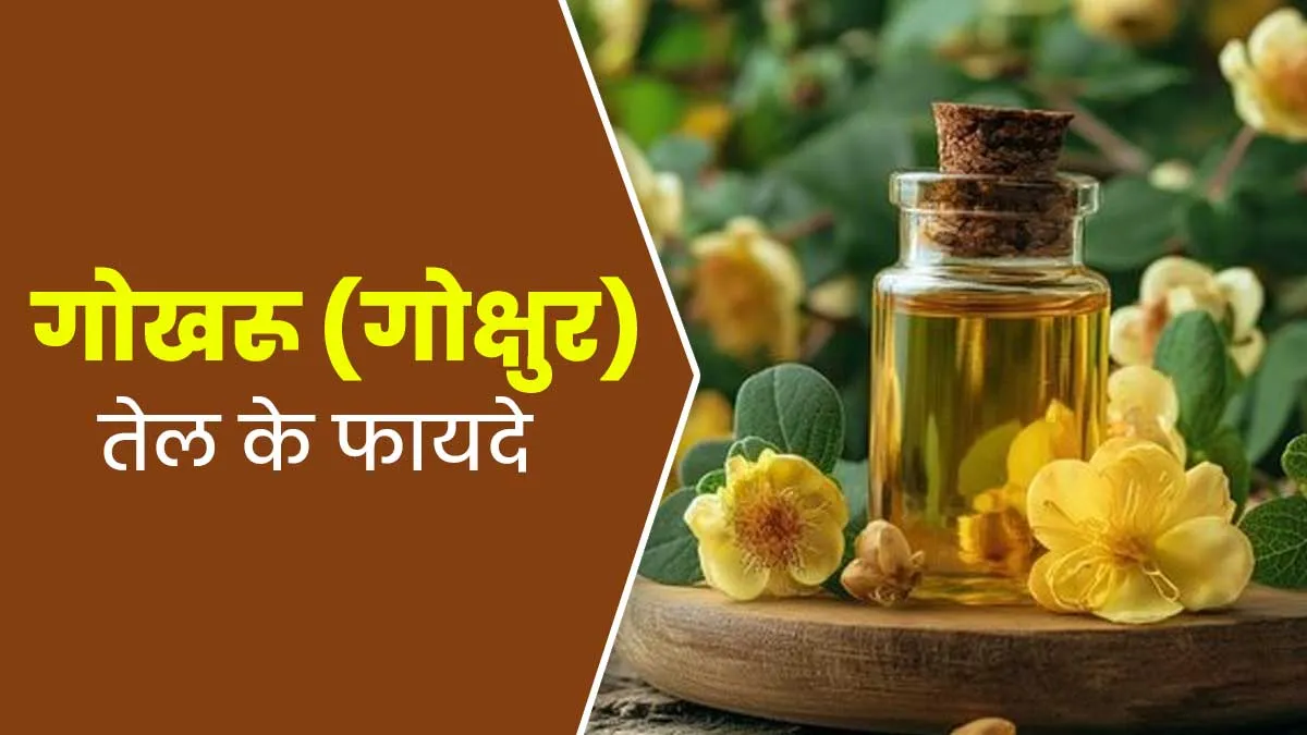 गोखरू (गोक्षुर) तेल से दूर करें शरीर की ये 5 समस्‍याएं, डॉक्‍टर से जानें इस्‍तेमाल का सही तरीका