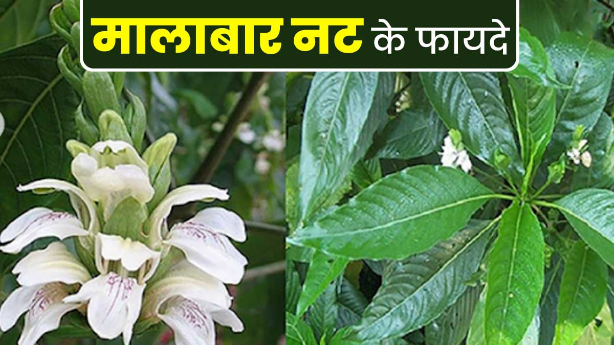 सेहत के लिए बेहद फायदेमंद होता है मालाबार नट, डाइट में करें शामिल