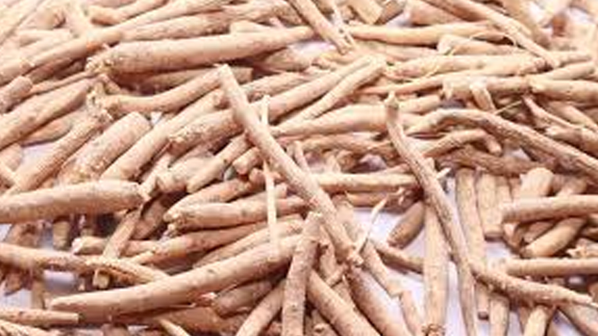 क्या प्रेग्नेंसी में अश्वगंधा का सेवन करना सुरक्षित है | can pregnant women eat ashwagandha can-pregnant-women-eat-ashwagandha-inside