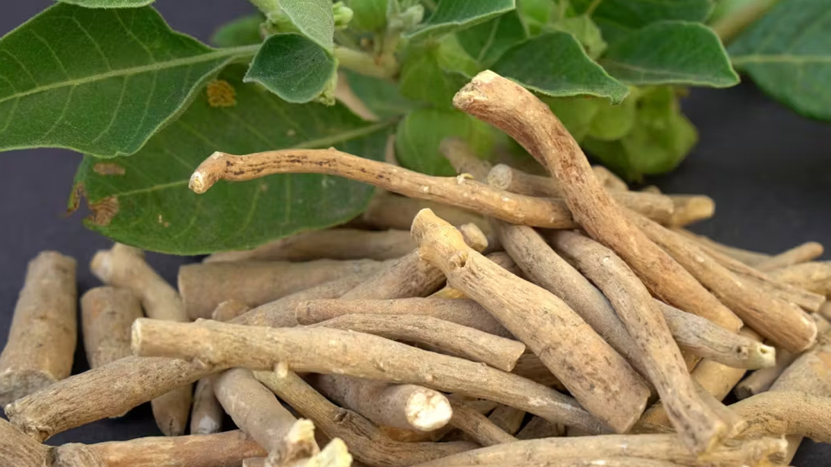 क्या प्रेग्नेंसी में अश्वगंधा का सेवन करना सुरक्षित है | can pregnant women eat ashwagandha can-pregnant-women-eat-ashwagandha-inside2