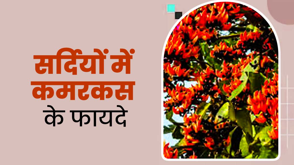 महिलाओं को सर्दियों में कमरकस खाने से मिलते हैं कई फायदे, एक्सपर्ट से जानें खाने का तरीका