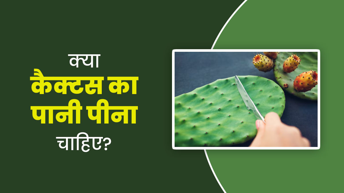 Cactus Water: कैक्टस का पानी क्यों है ट्रेंड में? एक्सपर्ट से जानें इसे पीने के फायदे