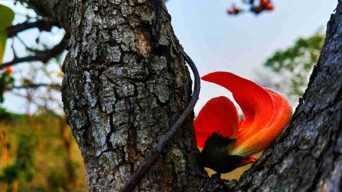 benefits-of-kamarkas-for-female-during-winters-in