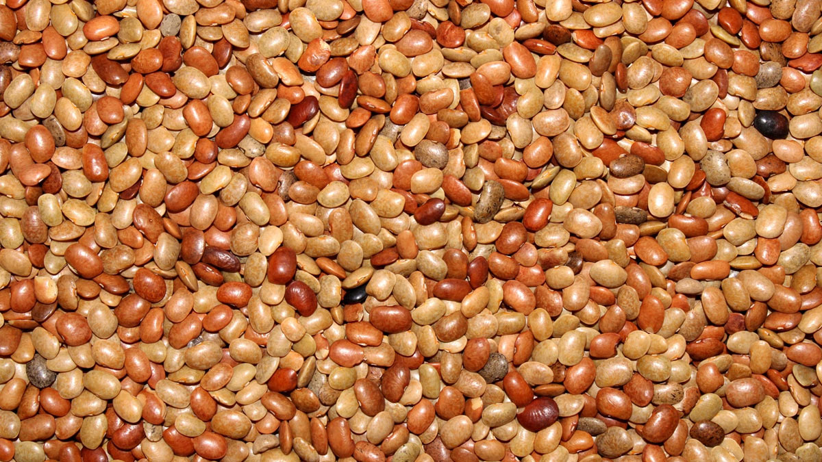 Health-Benefits-of-horse-gram-dal-for-kids-insid2