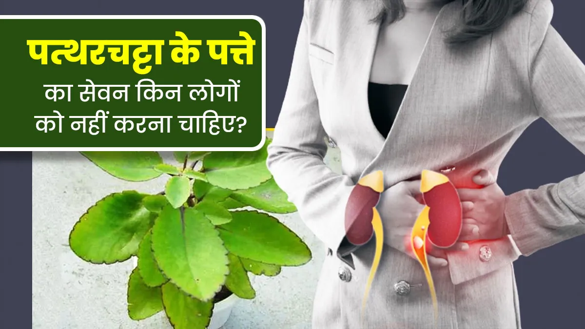 पत्थरचट्टा के पत्ते का सेवन किन लोगों को नहीं करना चाहिए? आयुर्वेदाचार्य से जानें