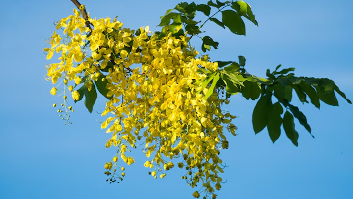 Amaltas Benefits