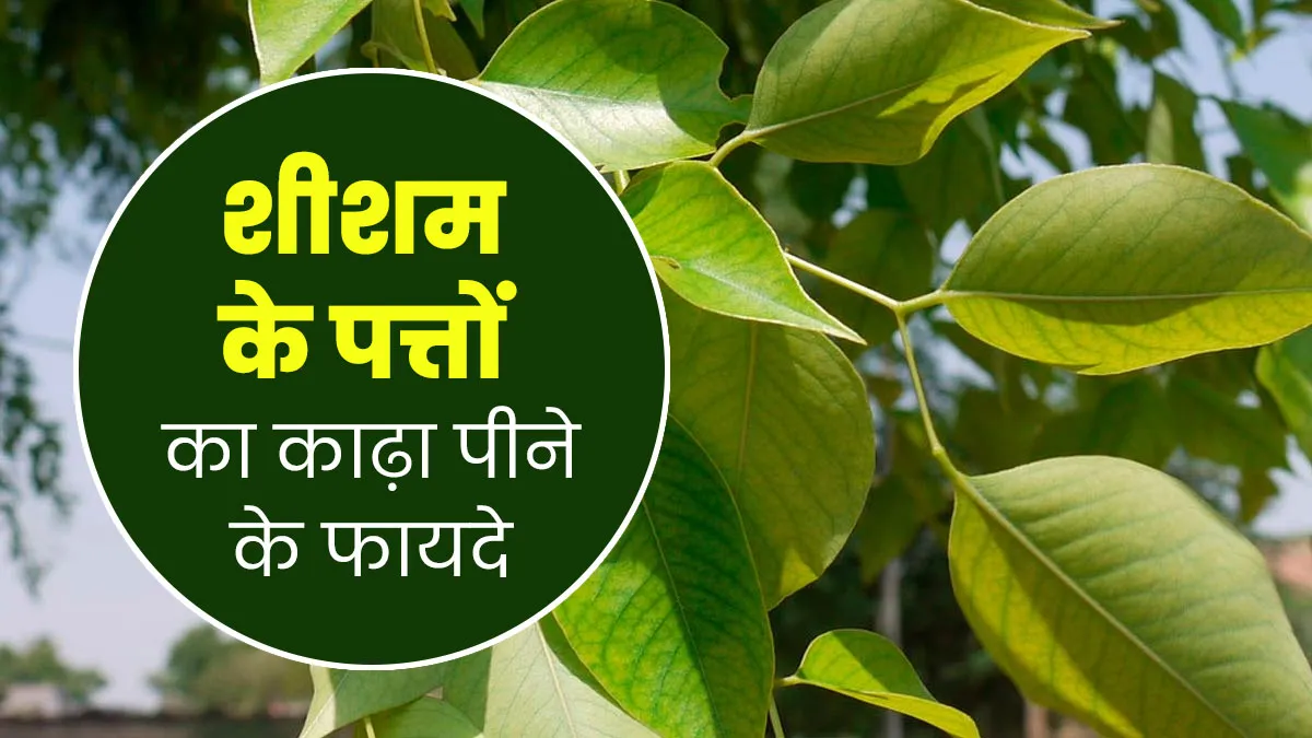 शीशम के पत्तों का काढ़ा पीने से सेहत को मिलते हैं ये 4 फायदे, जानें आयुर्वेदिक एक्सपर्ट से