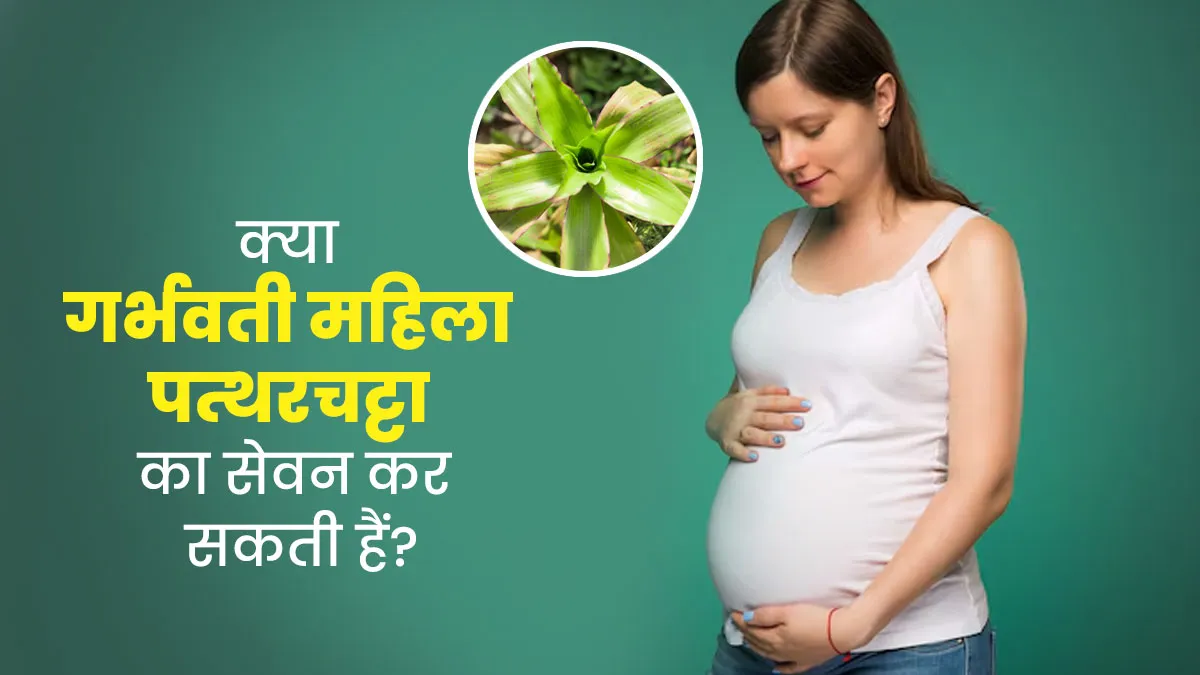 क्या गर्भवती महिलाएं पत्थरचट्टा का सेवन कर सकती हैं? जानें इसके फायदे-नुकसान
