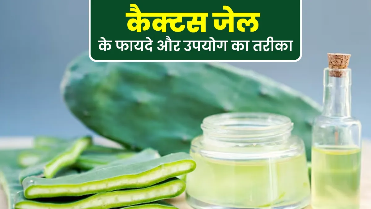 कैक्टस जेल से पाएं बेदाग और हाइड्रेटेड त्वचा, जानें इसे स्किन केयर में इस्तेमाल करने का सही तरीका
