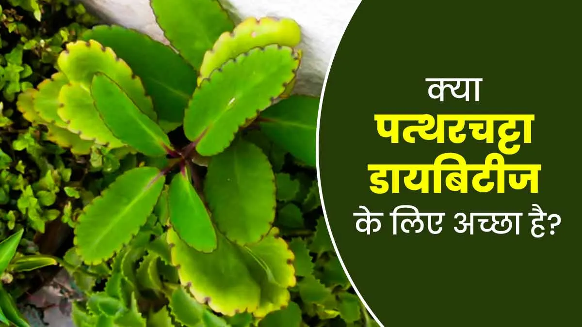 क्या डायबिटीज होने पर पत्थरचट्टा का सेवन करना सही है? जानें एक्सपर्ट से