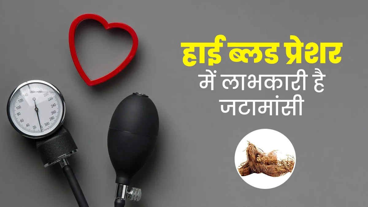 हाई ब्लड प्रेशर कंट्रोल करने के लिए जटामांसी का करें उपयोग, आयुर्वेदाचार्य से जानें