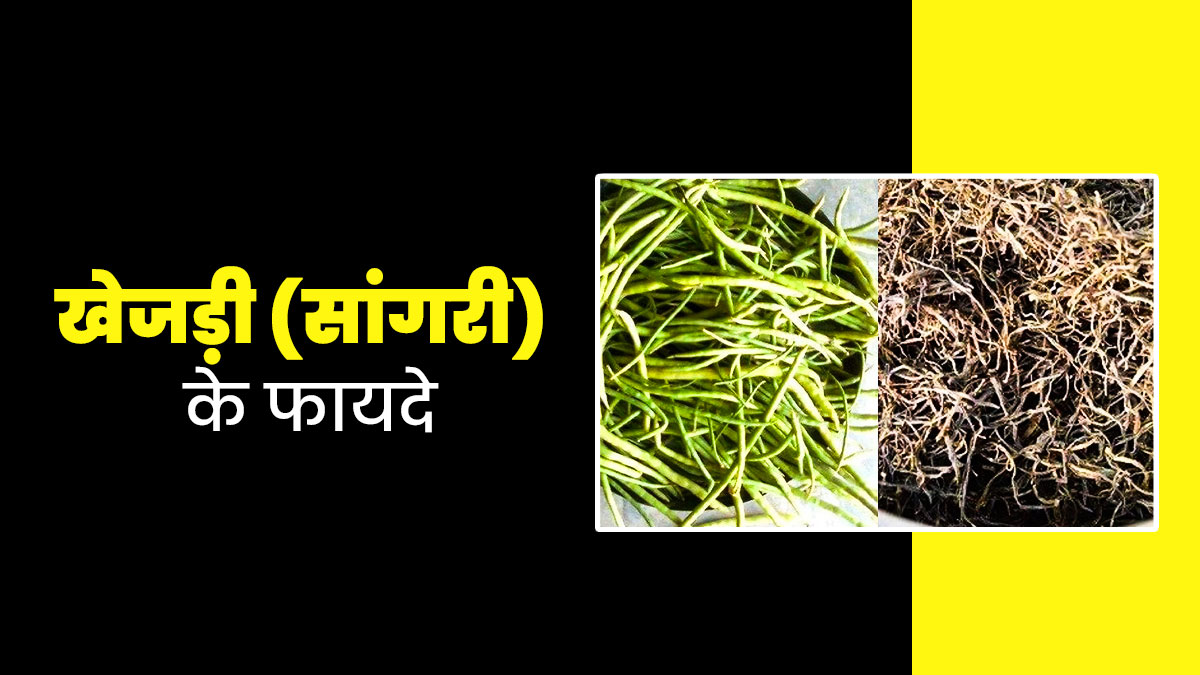 आयुर्वेद के अनुसार खेजड़ी की फली (सांगरी) क्यों है सेहत के लिए वरदान? जानें फायदे