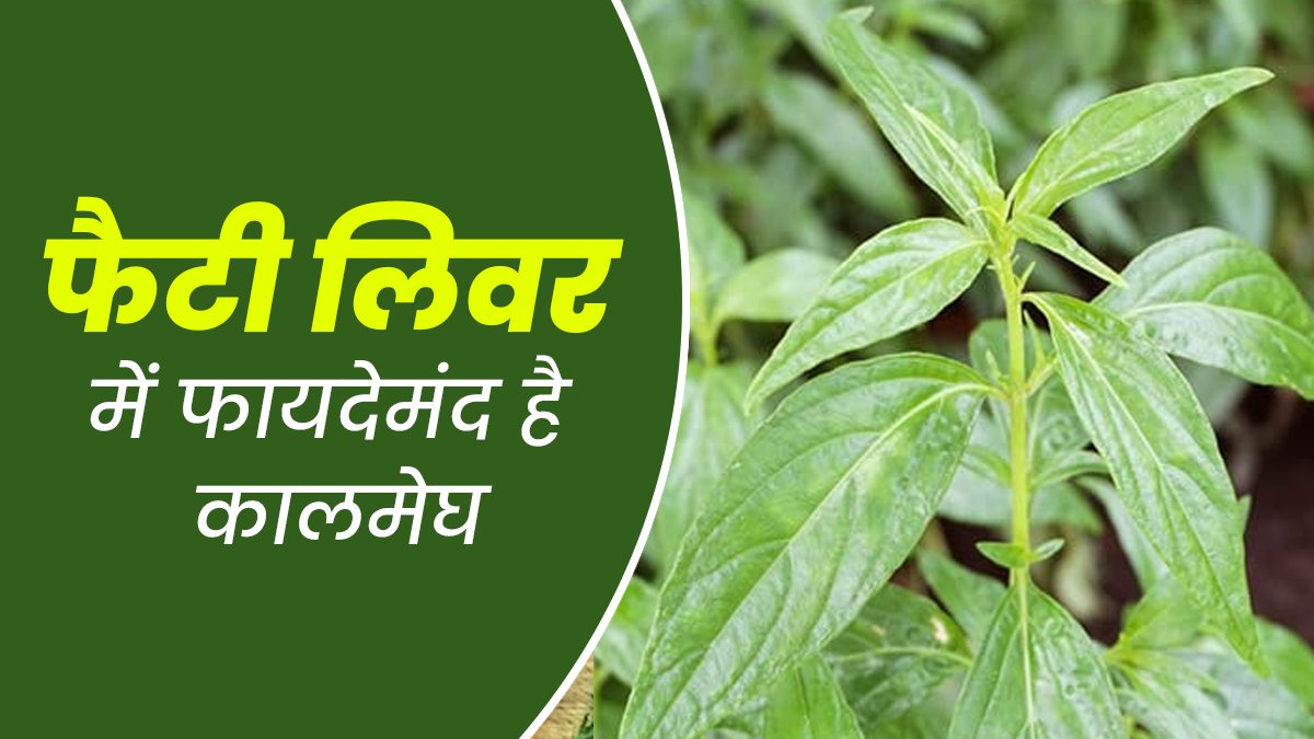 फैटी लिवर से छुटकारा पाने के लिए करें कालमेघ का उपयोग, जानें सही तरीका और फायदे