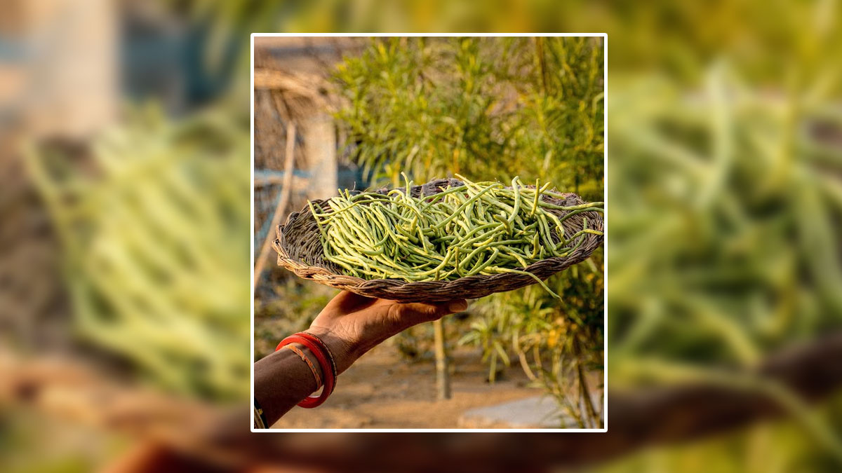 Sangri health benefits