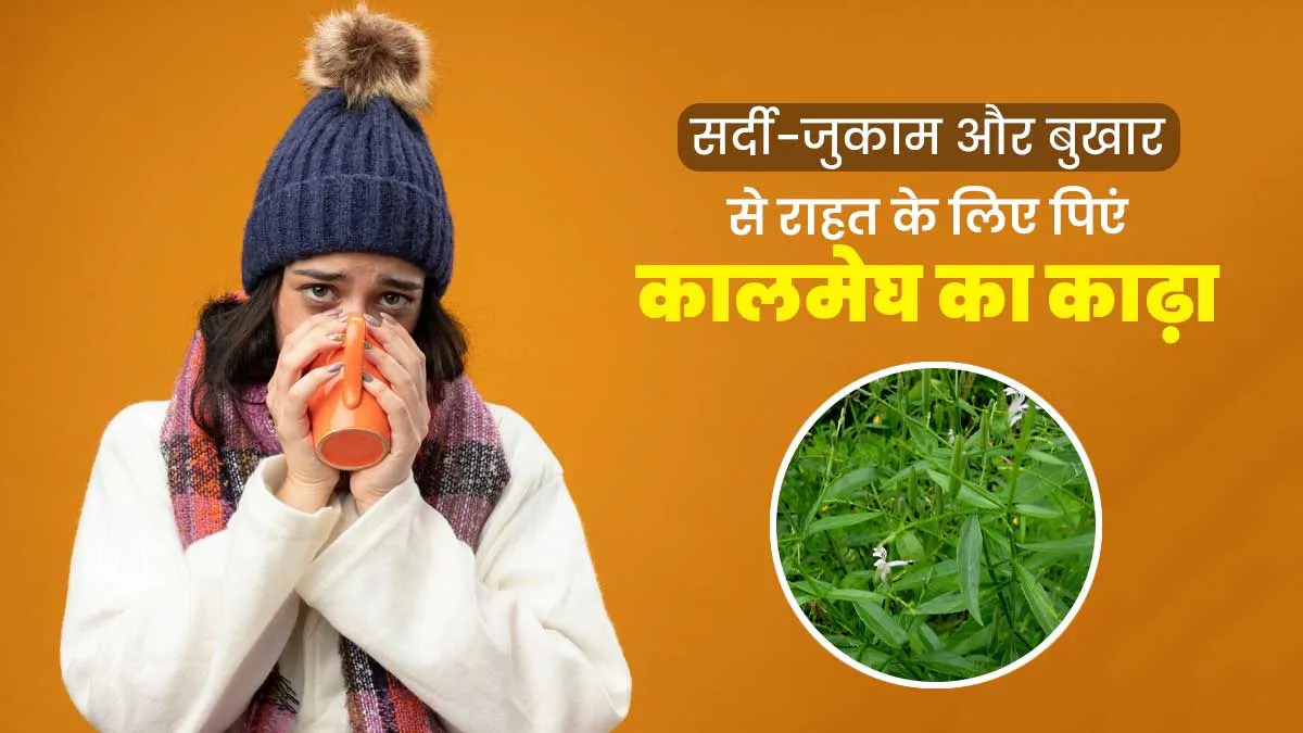 सर्दी में जुकाम-बुखार से राहत के लिए पिएं कालमेघ का काढ़ा, जानें फायदे और रेसिपी