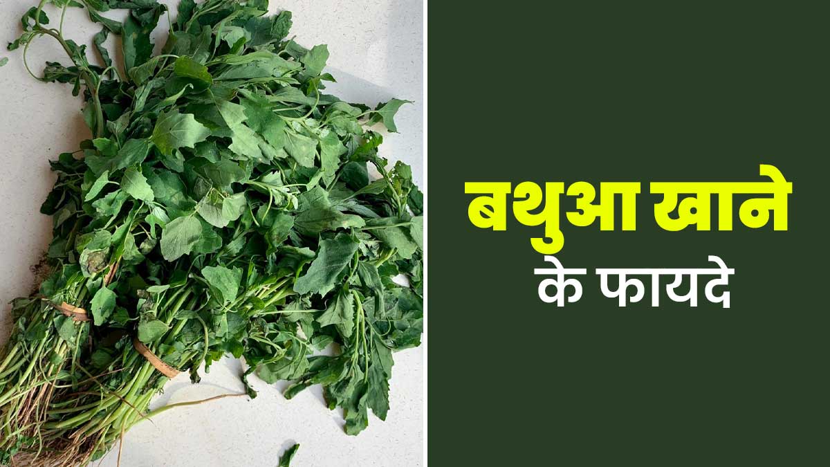 सर्दियों में बुजुर्गों को जरूर ख‍िलाएं बथुआ, सेहत को म‍िलेंगे ये 5 फायदे
