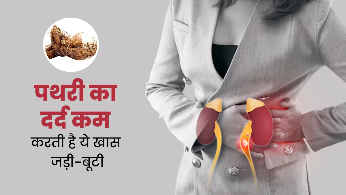 पथरी का दर्द कम करने में कारगर है जटामांसी, आयुर्वेदाचार्य से जानें फायदे और इस्तेमाल के तरीके