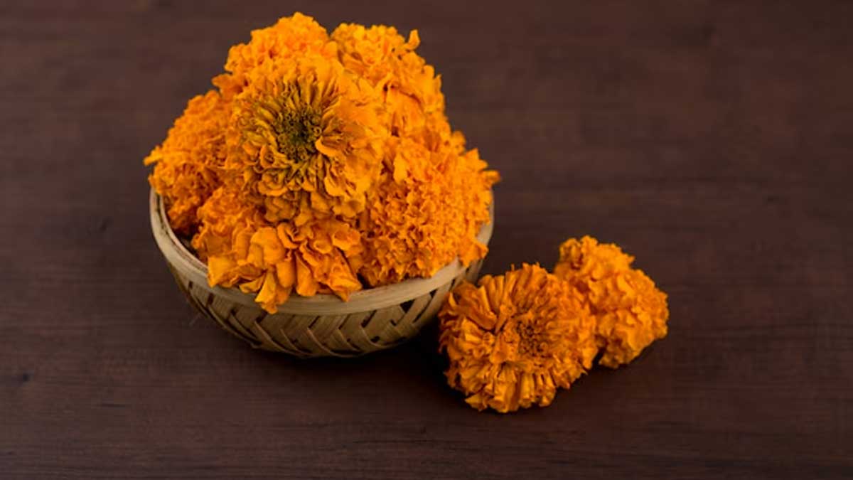 Marigold Toner