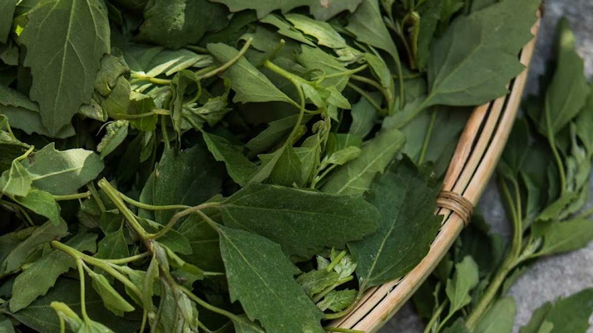 bathua-benefits-in-hindi