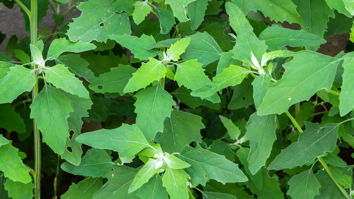 bathua-leaves-ayurvedic-uses