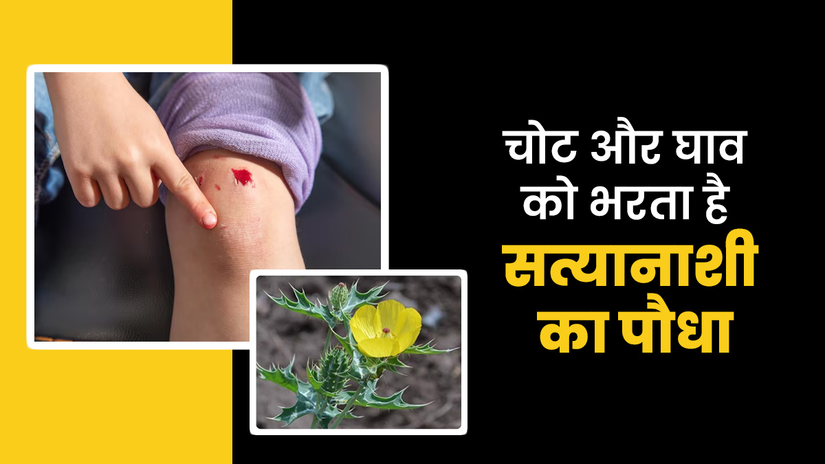 चोट और घाव को तेजी से ठीक करता है सत्यानाशी का पौधा, जानें इस्तेमाल का तरीका