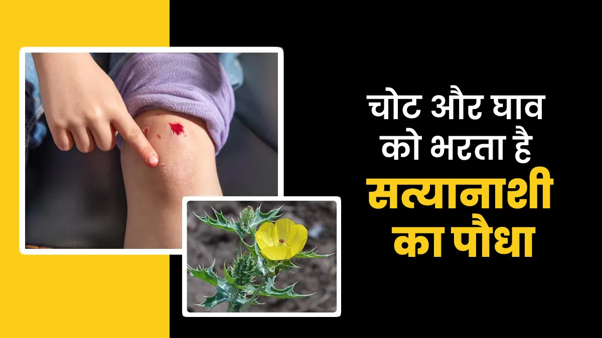 चोट और घाव को तेजी से ठीक करता है सत्यानाशी का पौधा, जानें इस्तेमाल का तरीका