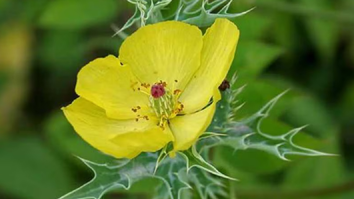 Satyanashi Plant For Healing Wounds satyanashi-plants-for-healing-wounds-in