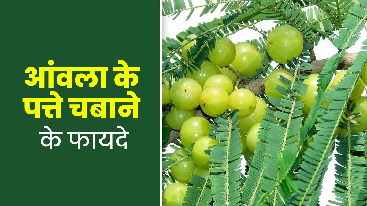 औषधीय गुणों से भरपूर हैं आंवला के पत्ते, इन्हें खाली पेट चबाने से मिलते हैं ढेरों फायदे