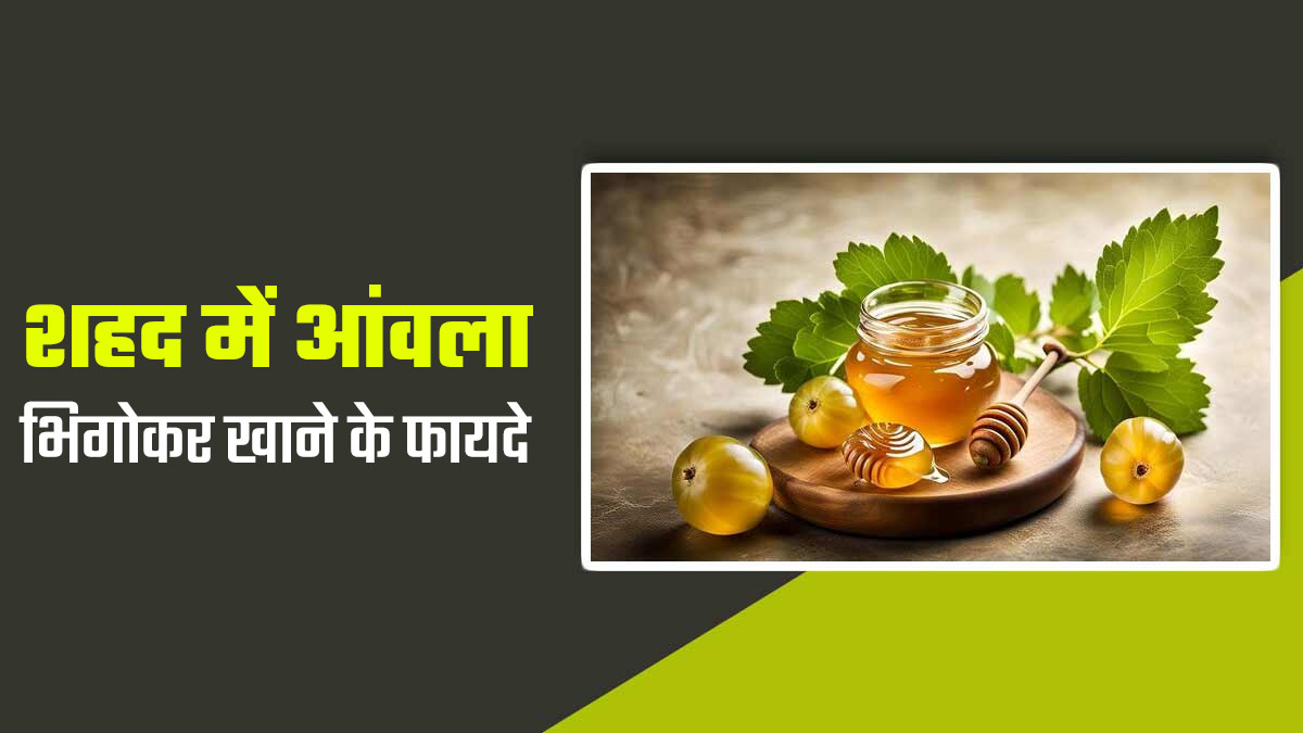 शहद में आंवला भिगोकर खाने से सेहत को मिलते हैं ये 5 फायदे, जानें आयुर्वेदिक एक्सपर्ट से
