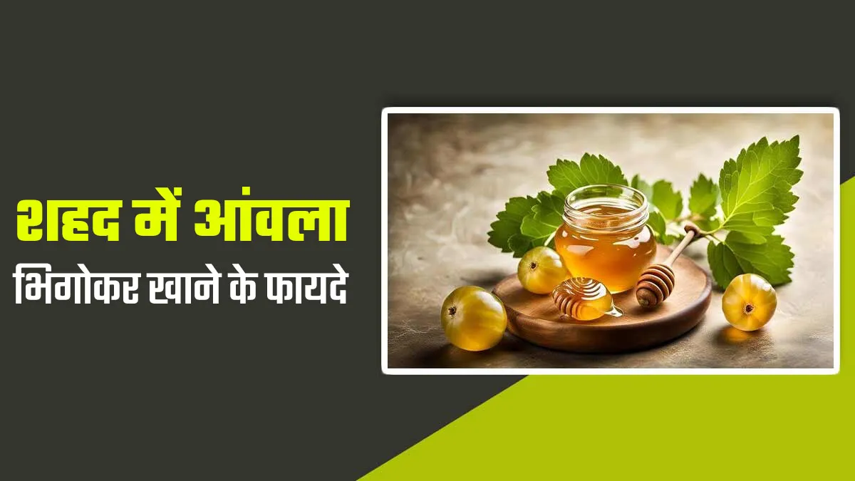 शहद में आंवला भिगोकर खाने से सेहत को मिलते हैं ये 5 फायदे, जानें आयुर्वेदिक एक्सपर्ट से