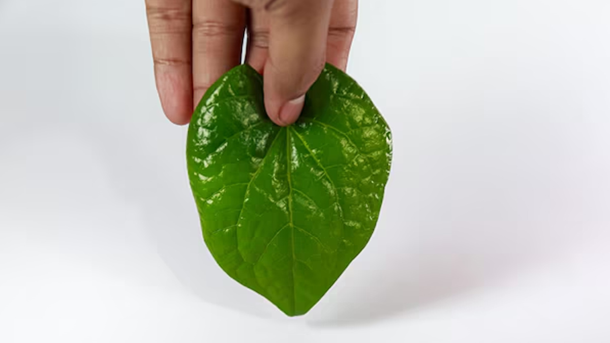 Is it okay to eat paan daily