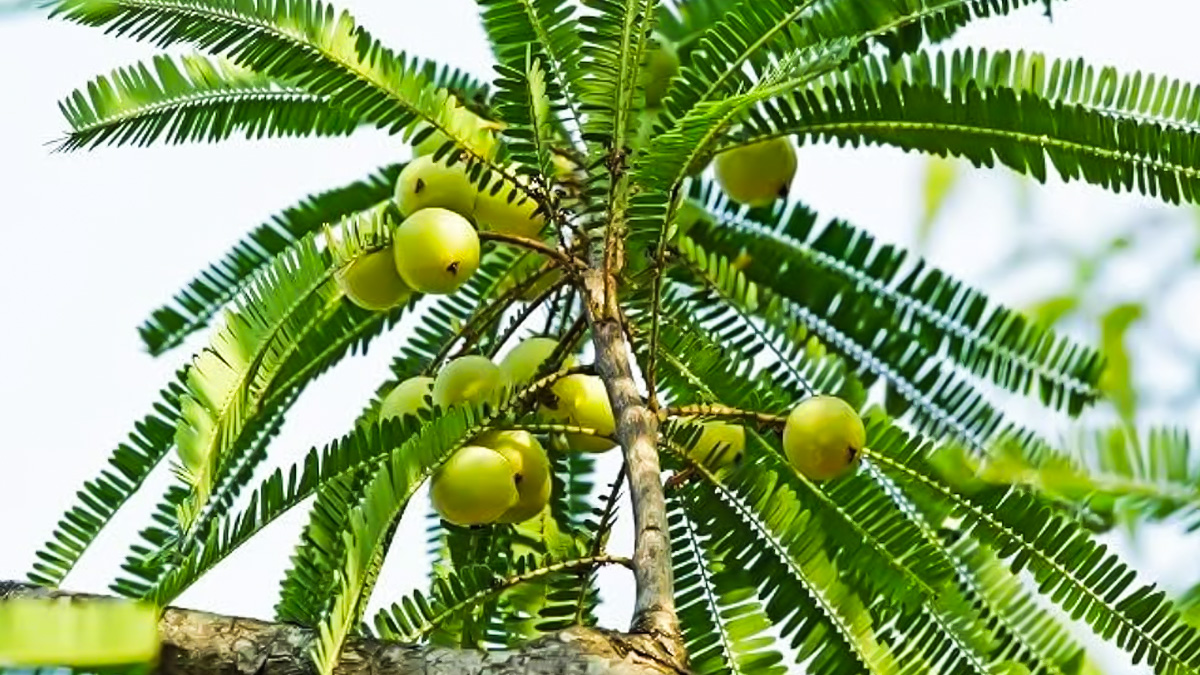 amla-leaves-benefits