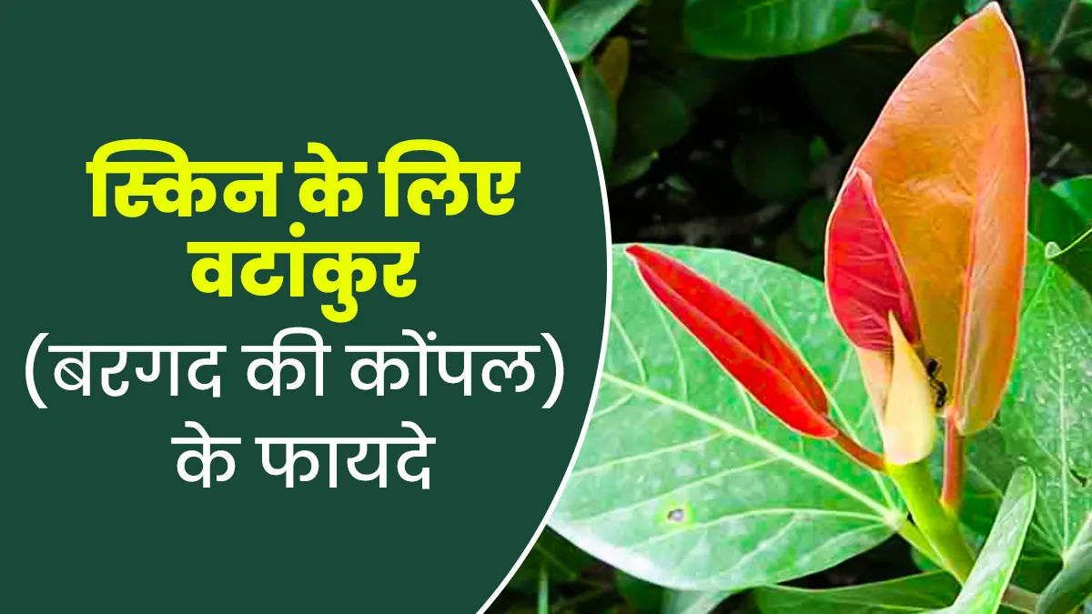 वटांकुर (बरगद की कोंपल) से पाएं बेदाग और ग्लोइंग त्वचा, जानें आयुर्वेदिक फायदे
