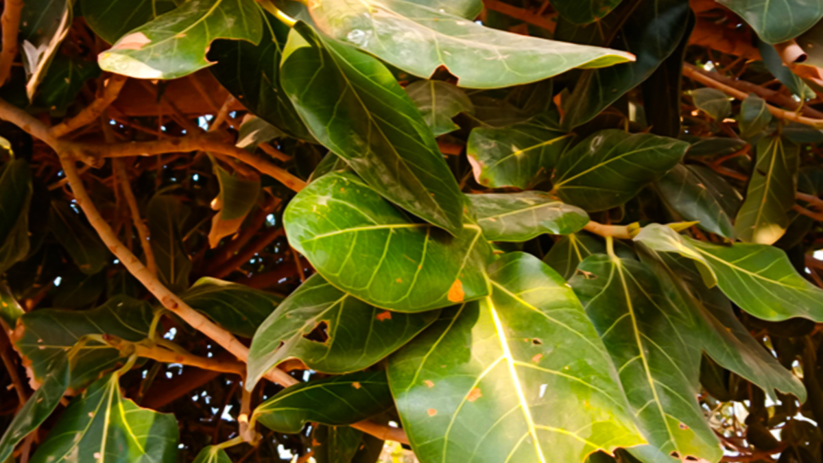 Vatankur Benefits for Skin health