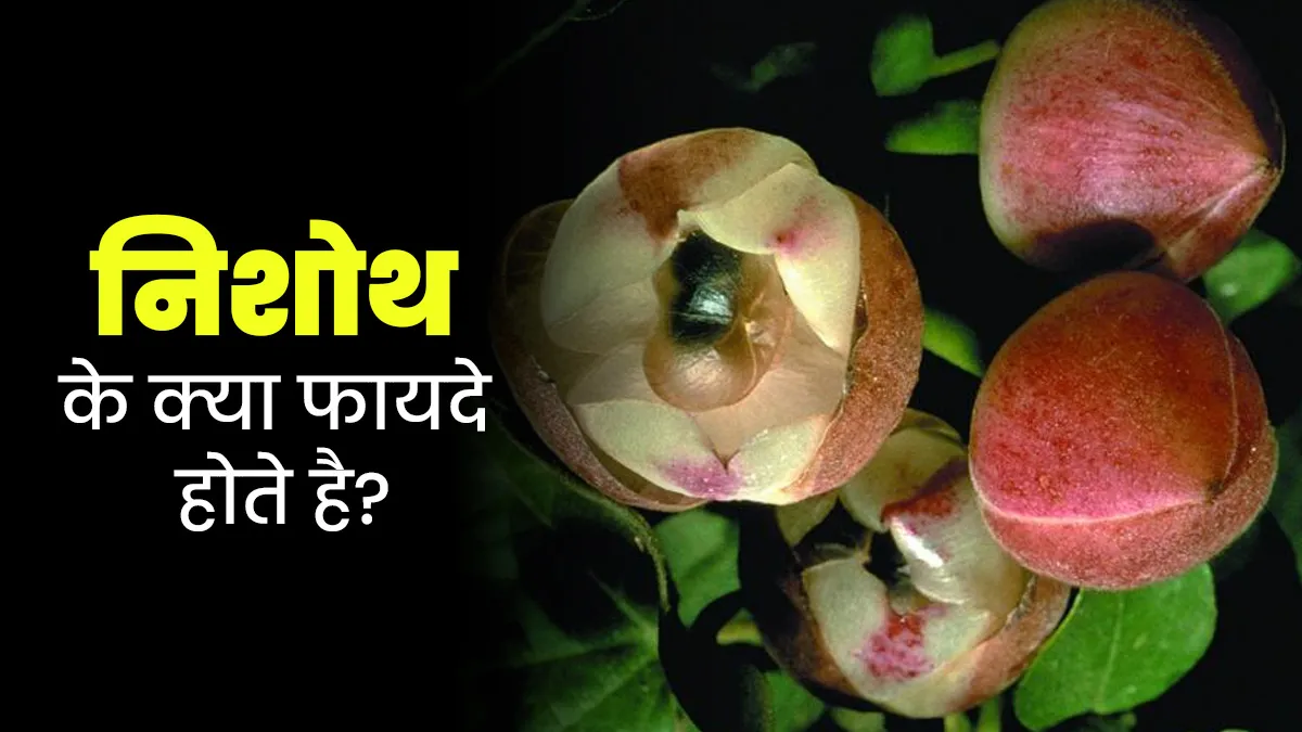 निशोथ के क्या फायदे होते है? आयुर्वेदाचार्य से जानें