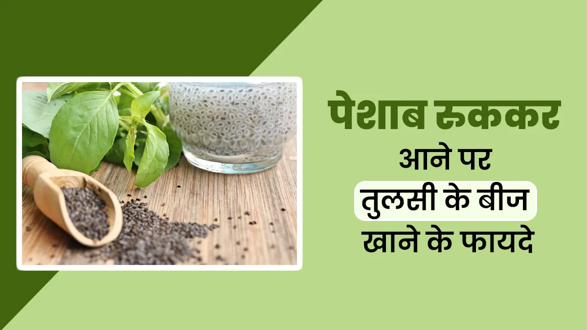 पेशाब रुक-रुक कर आ रहा है तो तुलसी के बीजों का करें सेवन, आयुर्वेदिक एक्सपर्ट से जानें फायदे