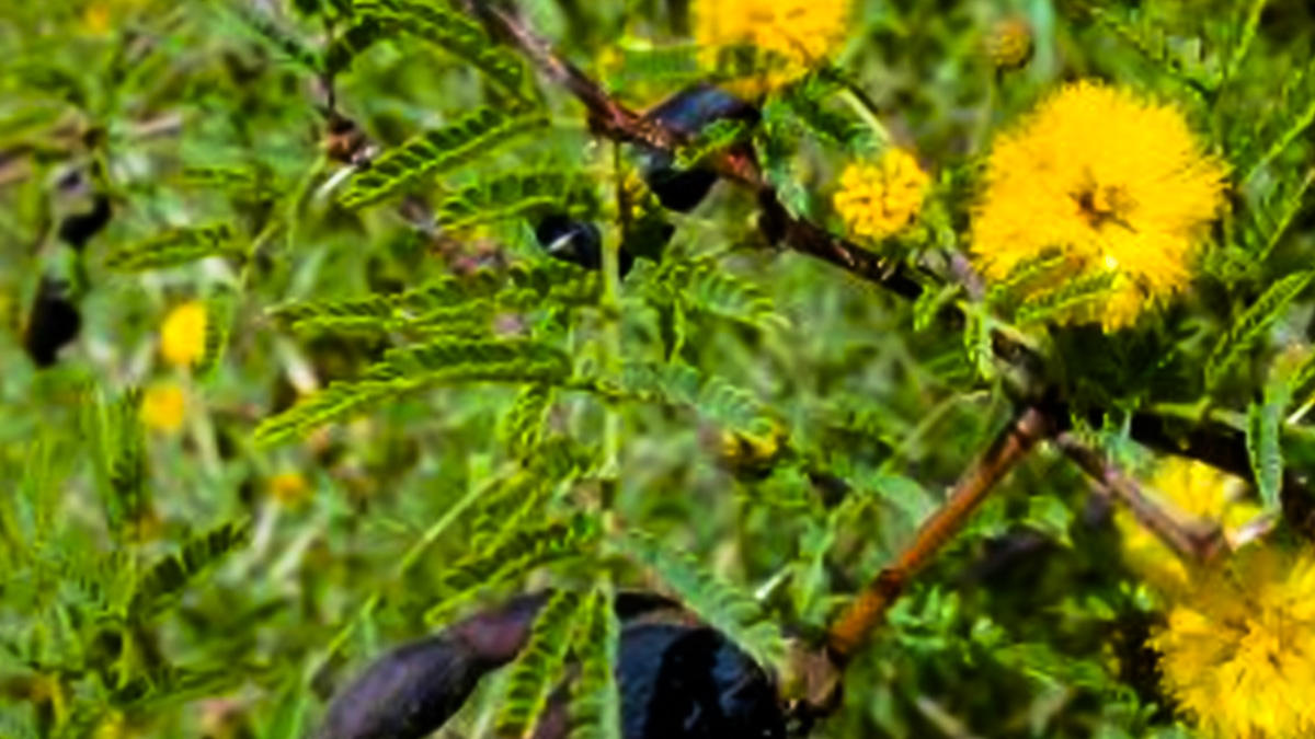 Irimed Bark For Oral Hygiene