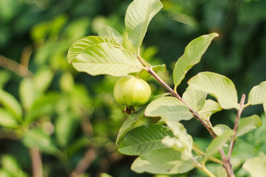 guava-datun-for-teeth