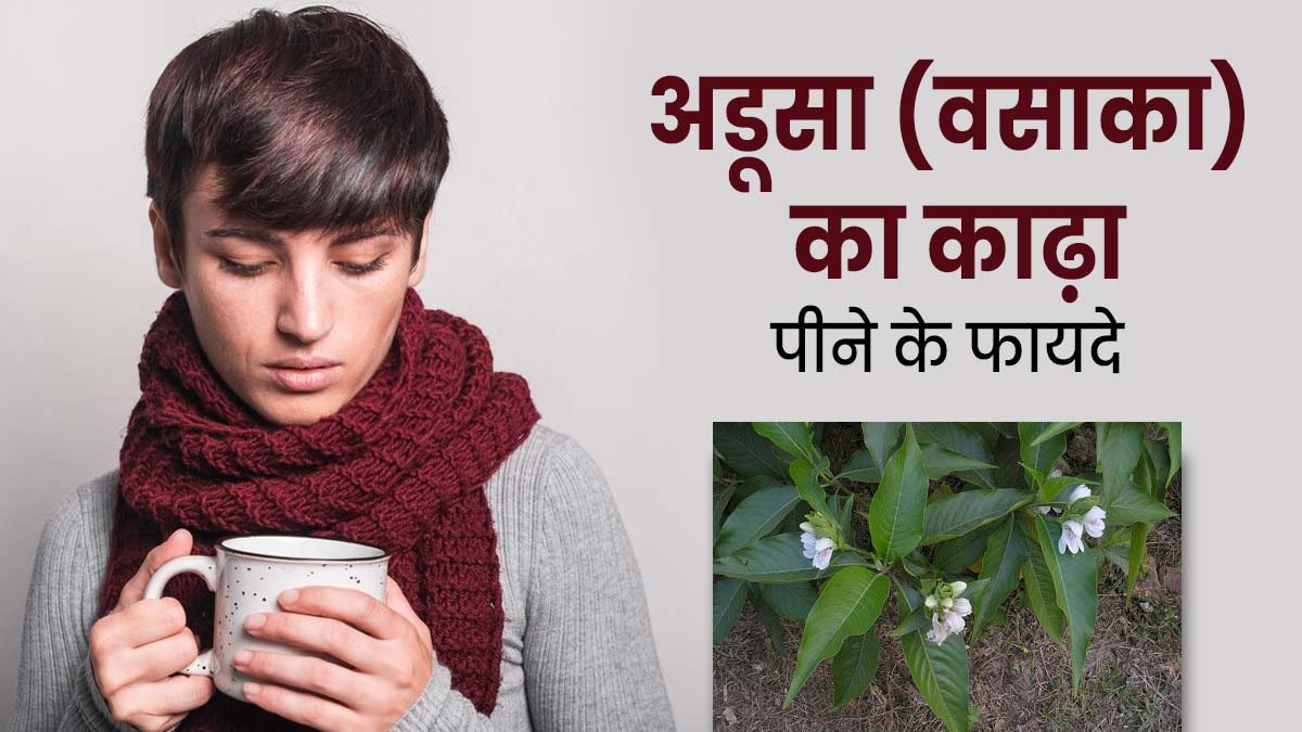 बदलते मौसम में पिएं अडूसा (वसाका) का काढ़ा, सर्दी-खांसी जैसी परेशानियों से मिलेगी राहत